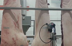 從養殖出欄到倉儲出庫：EBS豬肉全鏈路噴碼標識解決方案